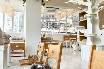 貓之茶房優閑時光|香港貓Cafe|荃灣|尖沙咀|旺角