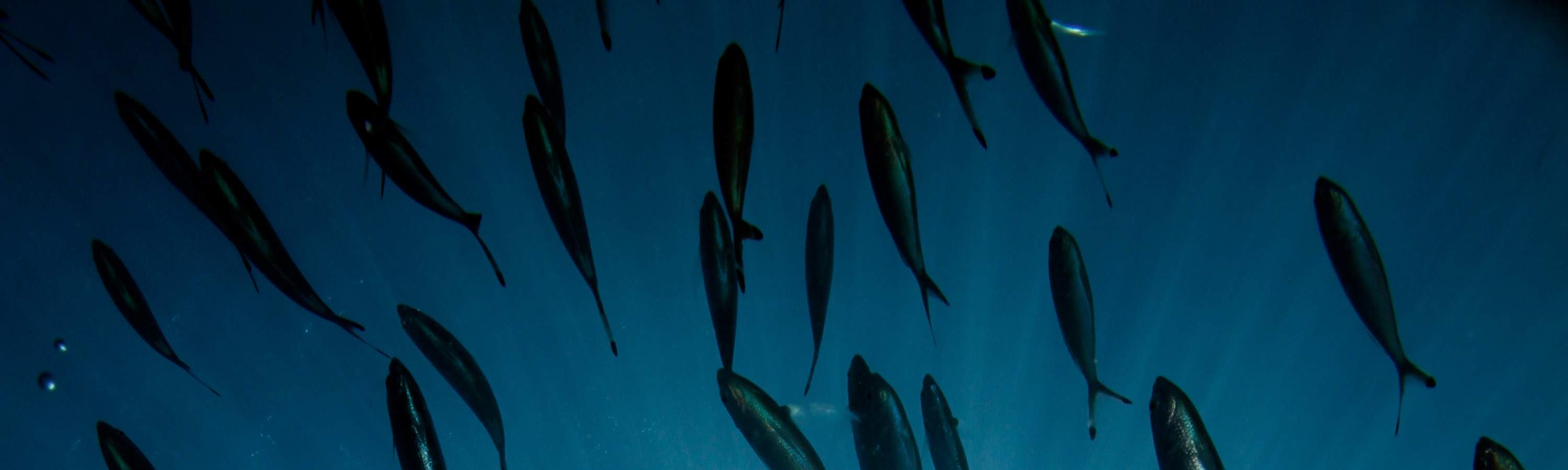 Osserva da vicino la variegata vita marina di Perhentian mentre ti alleni per la tua certificazione Open Water, preparandoti per indimenticabili incontri subacquei