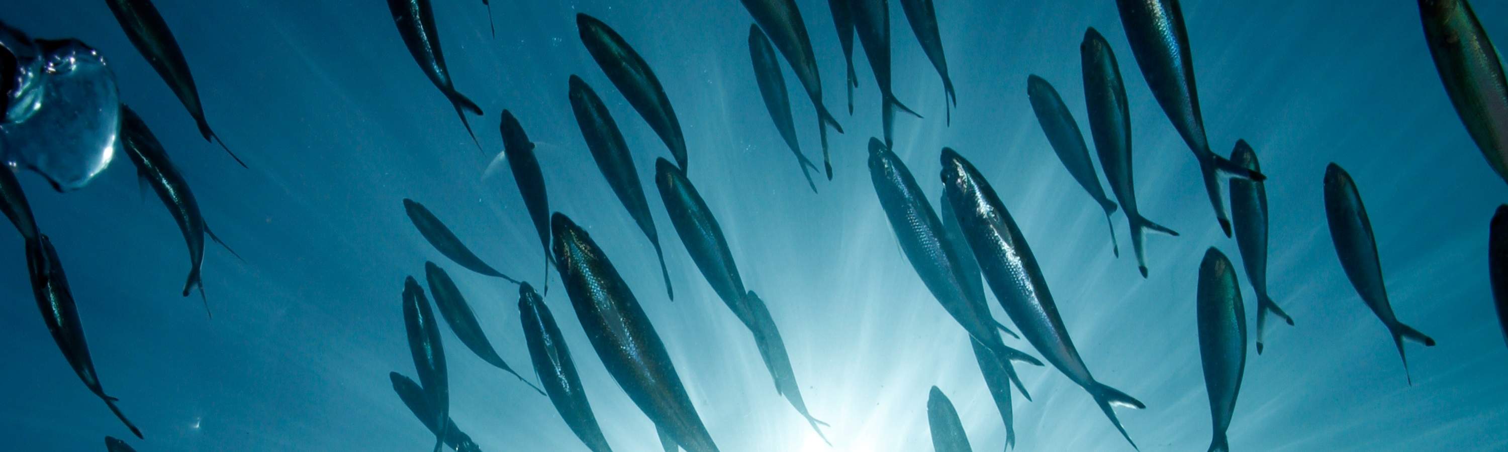 オープンウォーター認定のトレーニングを受けながら、ペルヘンティアンの多様な海洋生物を間近で観察し、忘れられない水中体験をしましょう。