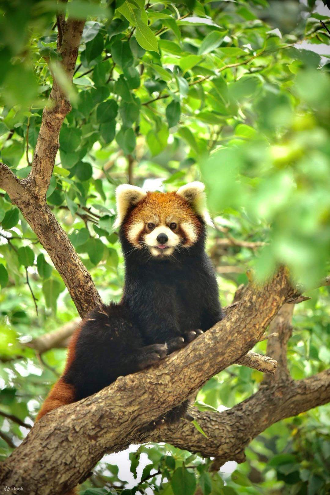 Beijing Wild Animal Park