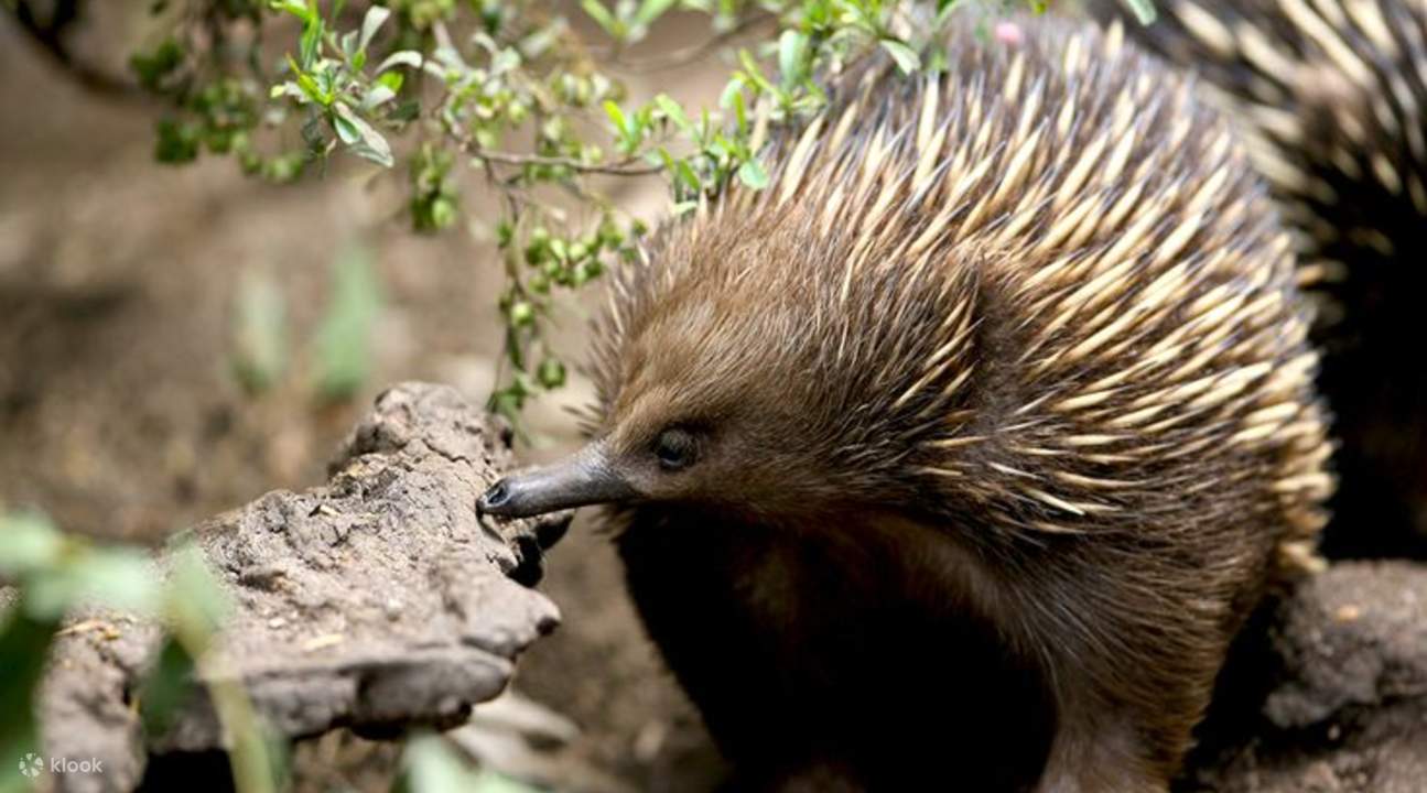 healesville