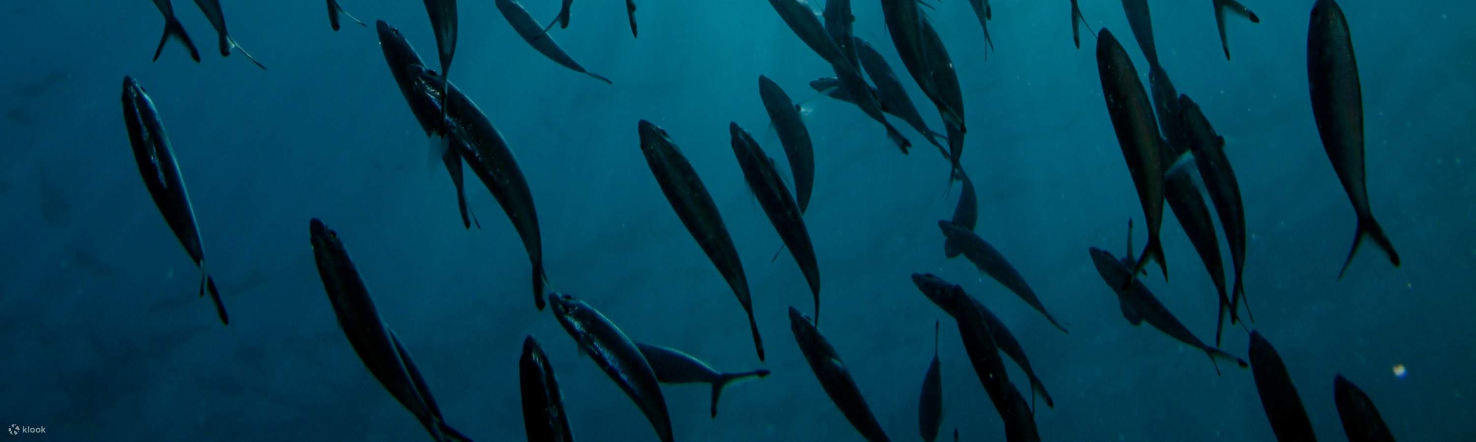 Osserva da vicino la variegata vita marina di Perhentian mentre ti alleni per la tua certificazione Open Water, preparandoti per indimenticabili incontri subacquei